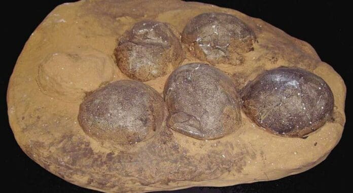 Descubren tres fósiles de huevos de dinosaurio cristalizados