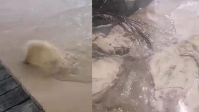 Denuncian rebose de aguas negras en las calles 4 y 6 de Playa del Carmen