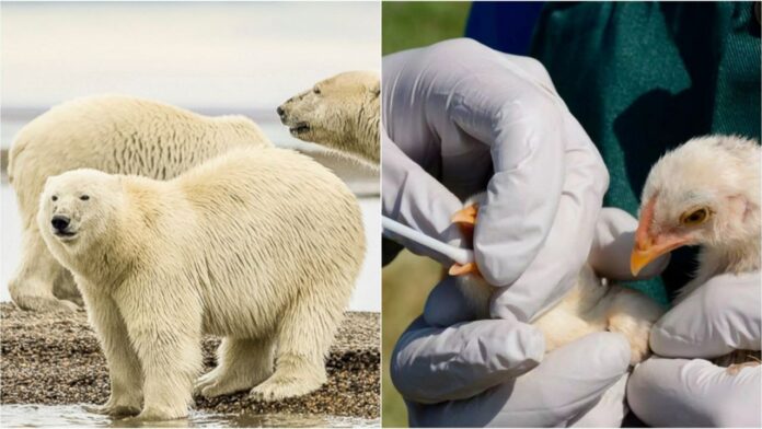 Murió el primer oso polar por gripe aviar y sí, preocupa mucho