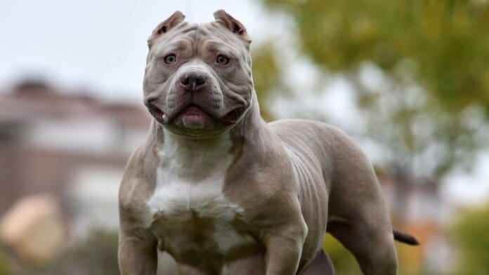 Reino Unido sacrificará a la raza de perros American Bully XL tras su prohibición