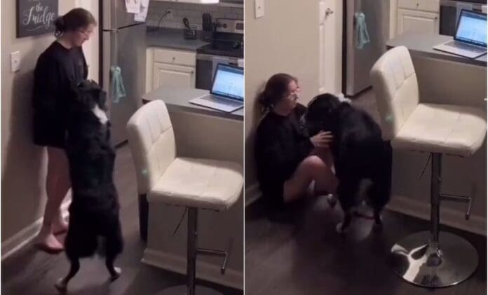 Perrito salva a su dueña tras estar a punto de desmayarse