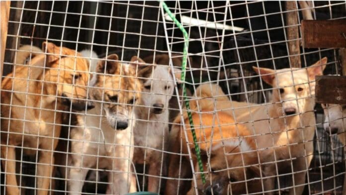 Corea del Sur aprueba prohibir el consumo de carne de perro a partir de 2027