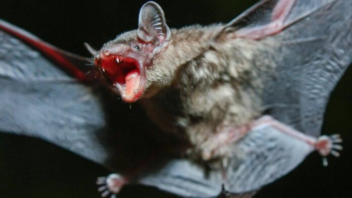 Joven es mordida por un murciélago en cine de Hidalgo