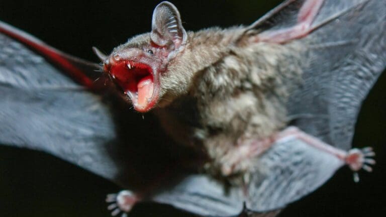 Joven es mordida por un murciélago en cine de Hidalgo