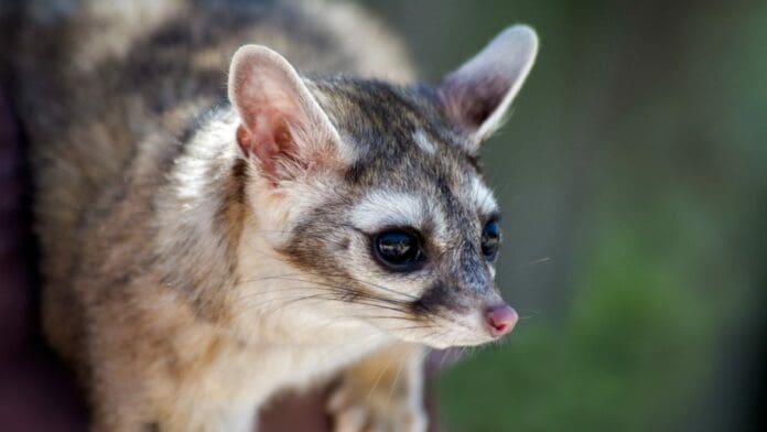 VIDEO Personal del metro rescata a un cacomixtle en la estación Cuauhtémoc