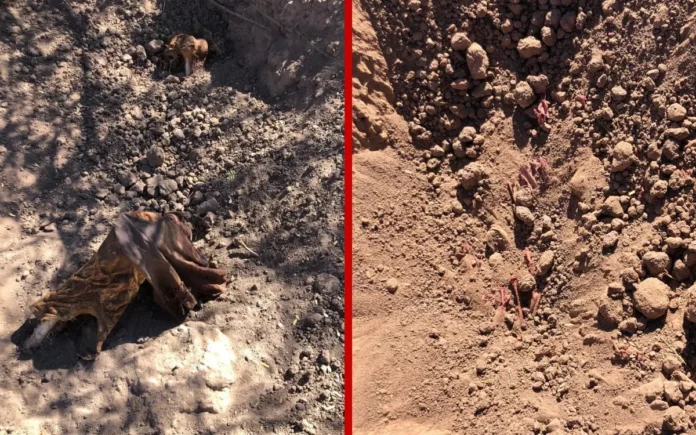 Madres buscadoras hallan 19 fosas clandestinas en Sonora