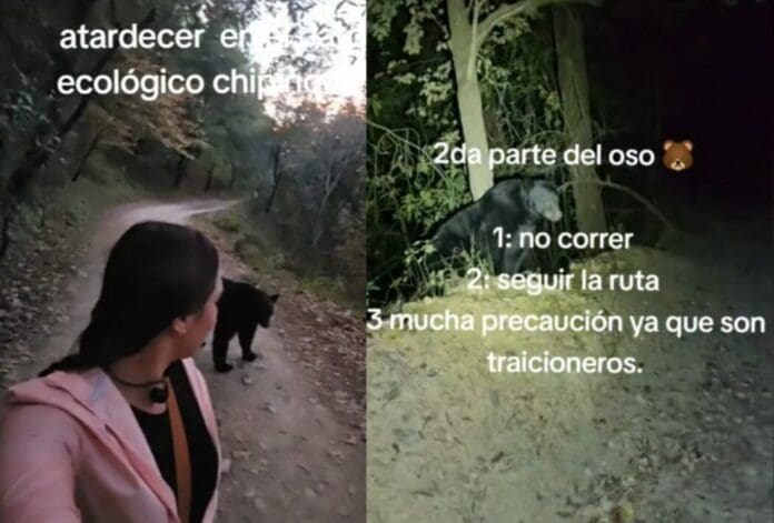 Mujer se encuentra oso negro mientras corría en Chipinque, Nuevo León