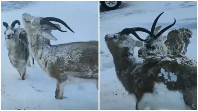 Los animales de Noruega se están congelando por el frío extremo