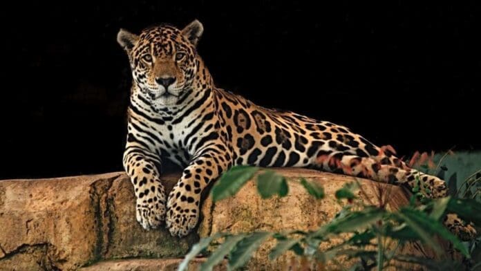 Necesarios, pasos de fauna para proteger a los jaguares, alertan activistas