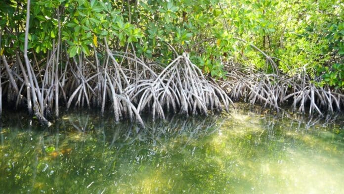 Declaran una nueva Área Natural Protegida en Quintana Roo: el sitio Manglares de Puerto Morelos