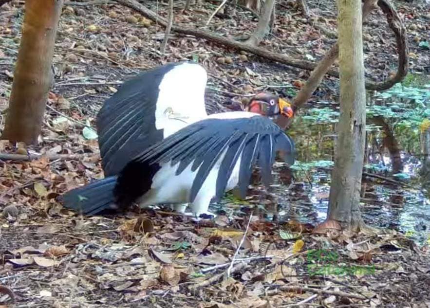 Captan a Zopilote Rey en la Selva Maya