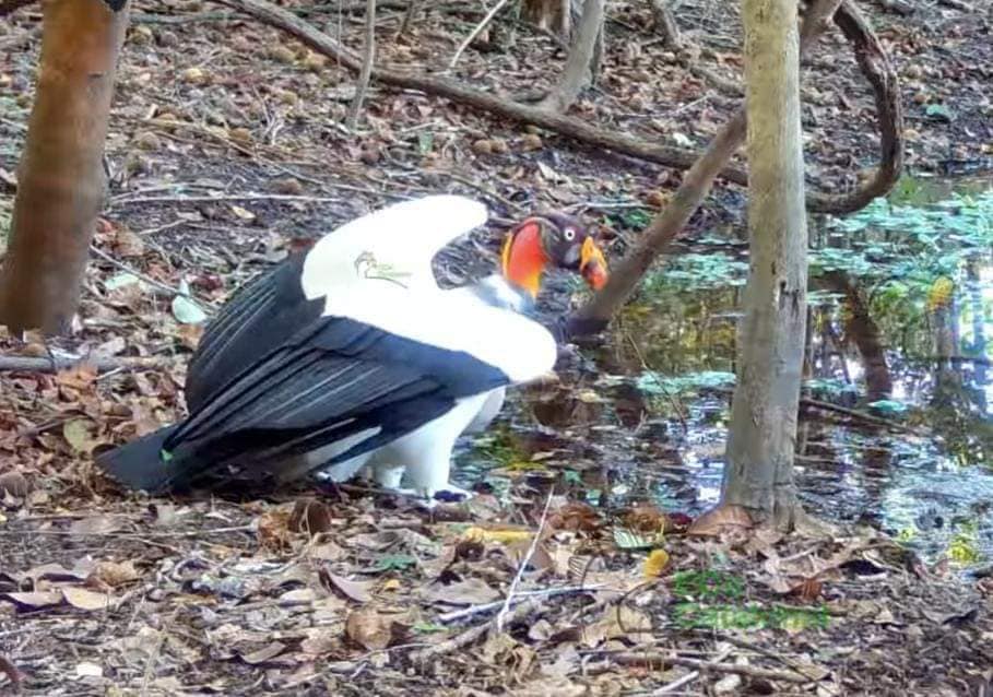 Captan a Zopilote Rey en la Selva Maya