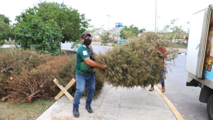 Invitan a participar en la campaña “Triturado de Árboles Navideños”