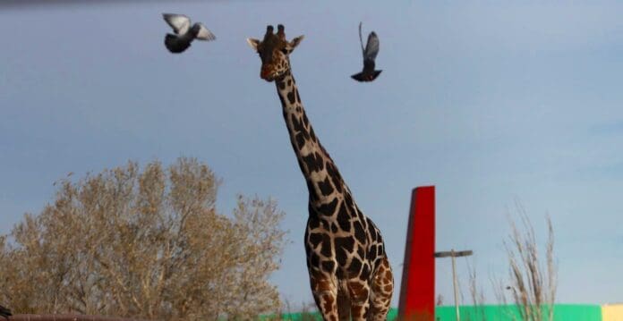 Jirafa Benito va en camino a su nuevo hogar en el Africam Safari en Puebla