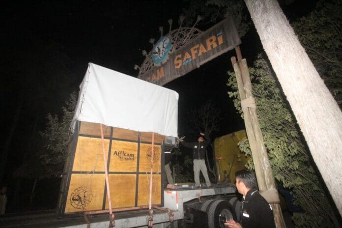 VIDEO: Tras más de 30 horas de viaje, Benito llega a su nuevo hogar en el Africam Safari de Puebla