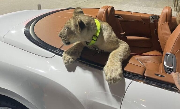 VIDEO Denuncian en Tailandia a dueños de un león por pasearlo en un convertible