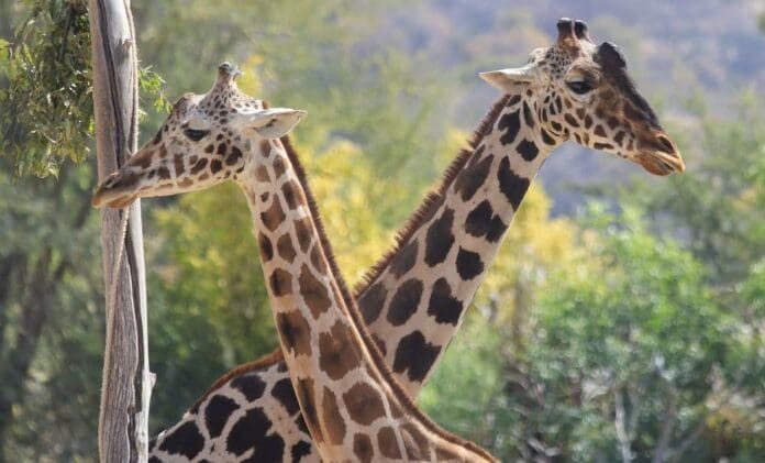 ¿Benito enamorado? Surge la química entre las jirafas de Africam Safari