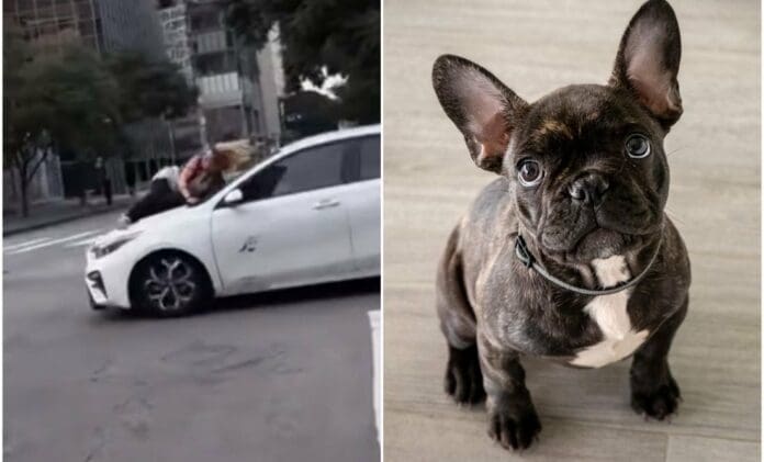 VIDEO: Mujer se aferra a auto de ladrones para evitar que se lleven a su bulldog francés