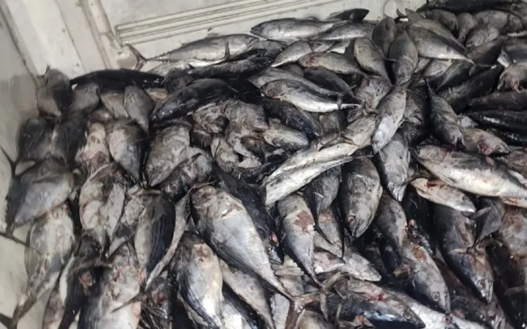 Guardia Nacional y FGR incautan media tonelada de cocaína congelada'