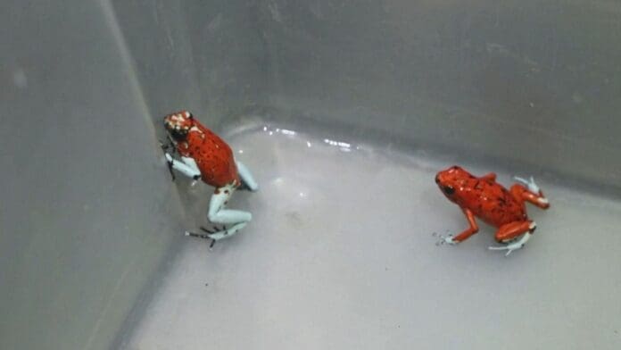 Arrestan a mujer que llevaba 130 ranas venenosas en su equipaje