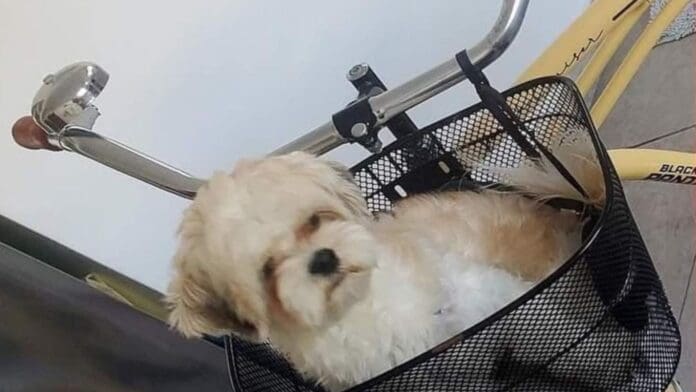 Ofrecen recompensa por Arthur, un perrito robado en Playa del Carmen