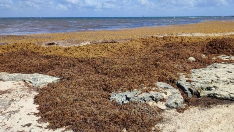 Vienen alemanes a Playa del Carmen a convertir sargazo en biocombustible y carbón