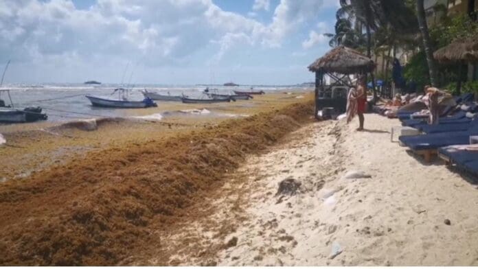 Playa del Carmen ya está listo para el recale masivo de sargazo, así lo aseguraron las autoridades de Solidaridad.
