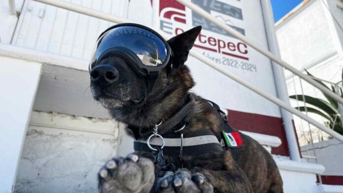 Edomex: Conoce a Rigoberto, binomio jubilado; ahora busca hogar