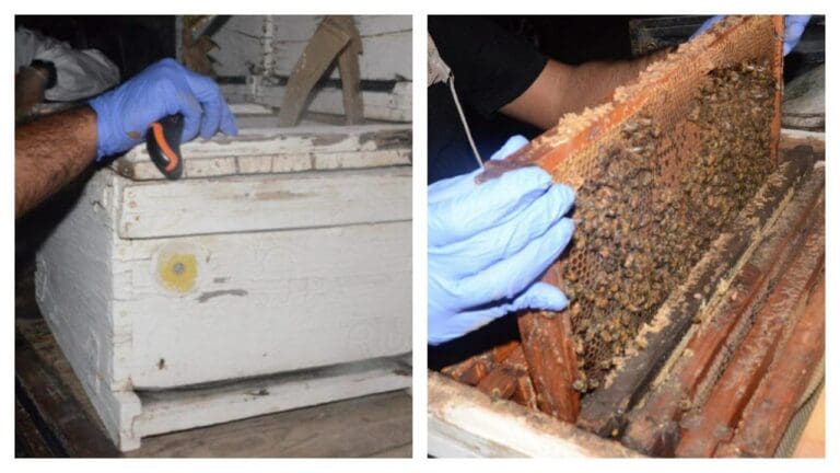 Sujeto escondía fentanilo, cocaína y metanfetaminas con abejas