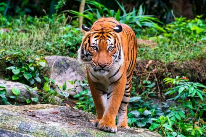 VIDEO: Hallan a tigre decapitado en cascada de El Molino, Edomex
