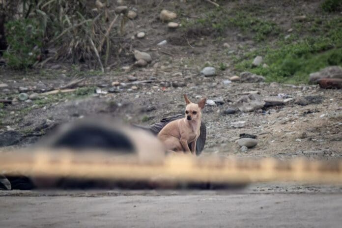 Perrito acompaña cadáver de su dueño e impide que se le acerquen