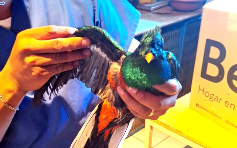 Rescatan a Quetzal Guatemalteco atrapado en árbol en CDMX