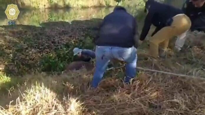 Un caballo fue rescatado en la alcaldía Xochimilco, luego de que cayera a un canal en dicha demarcación de la Cdmx.