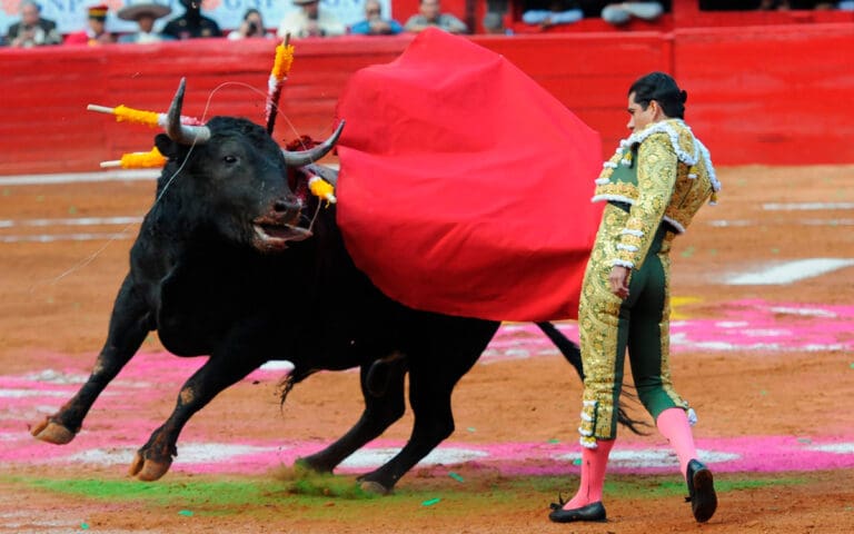 Corridas de toros llegan a Jalisco durante posible suspensión en Plaza México