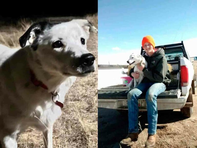 Perrita perdida hace 4 años es encontrada por su dueño a miles de kilómetros de distancia