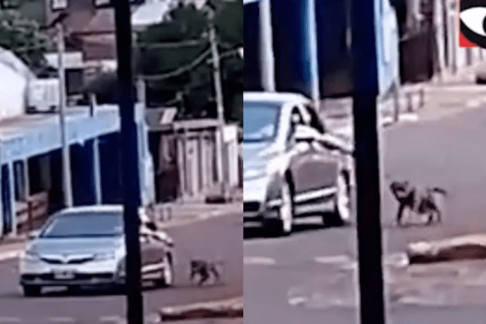 Video: Hombre es detenido por arrastrar a su perro de una soga mientras manejaba en Argentina