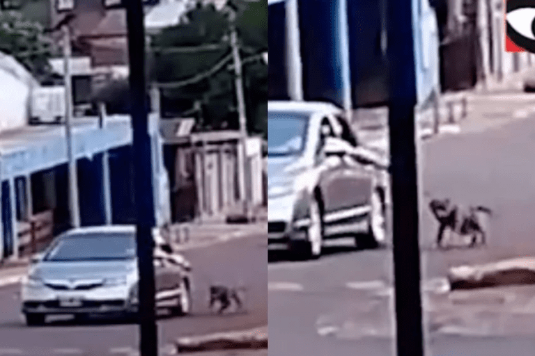 Video: Hombre es detenido por arrastrar a su perro de una soga mientras manejaba en Argentina