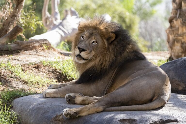 Hombre muere trágicamente en un zoológico tras ser atacado por un león