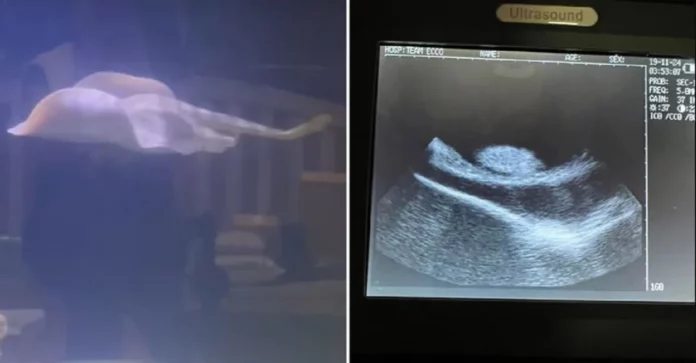 Misterio para la biología: Mantarraya estaría embarazada de un tiburón