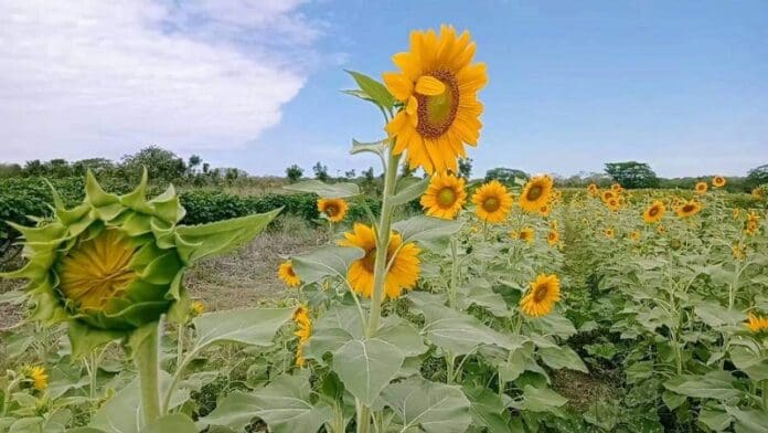 Cultivan girasoles en una comunidad de José María Morelos, Quintana Roo