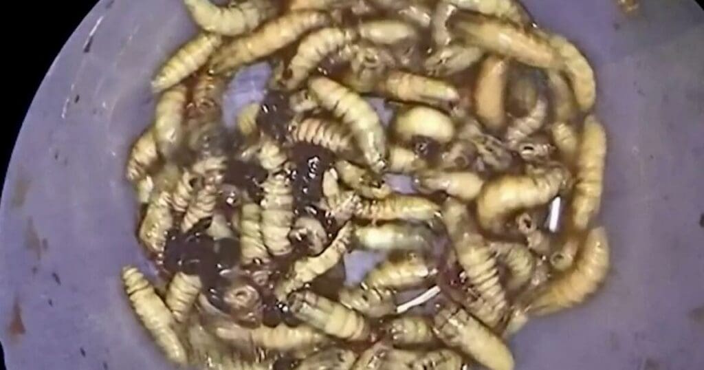 Encuentran 150 gusanos viviendo dentro de la nariz de un hombre