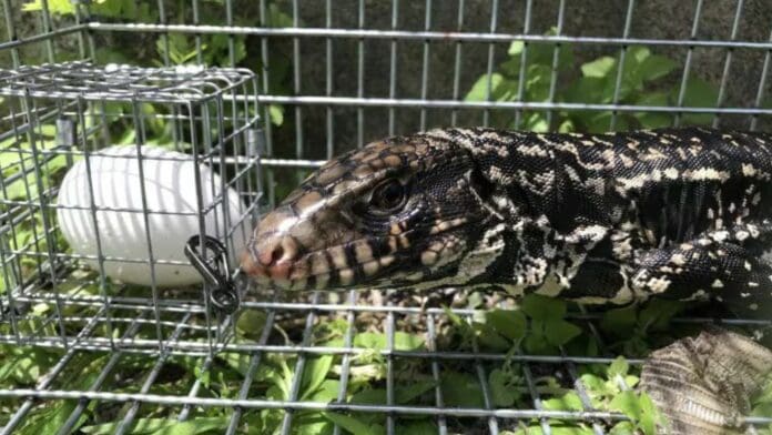 Universidad de Florida emplea Inteligencia Artificial para atrapar especies invasoras