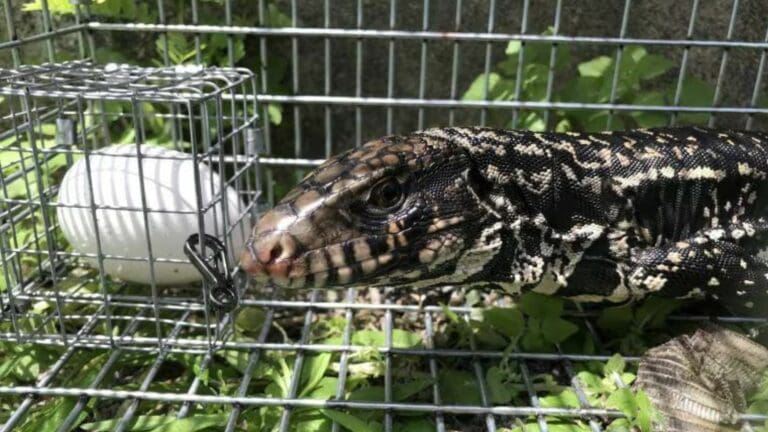 Universidad de Florida emplea Inteligencia Artificial para atrapar especies invasoras