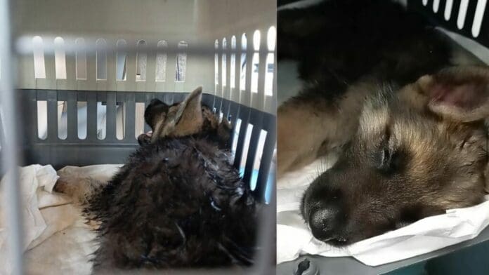 Perrita casi muere sofocada a bordo del Tren Maya; el aire acondicionado dejó de funcionar