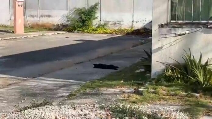Localizan a cinco animales envenenados en Prado Norte en Cancún