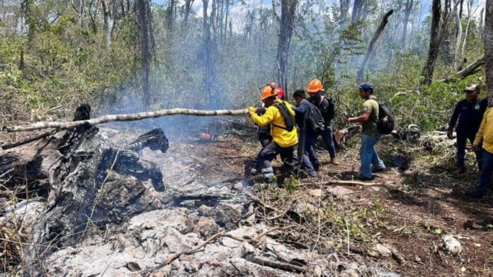 Hasta 20% de incendios forestales en Cancún son provocados; la mayoría, en zonas irregulares