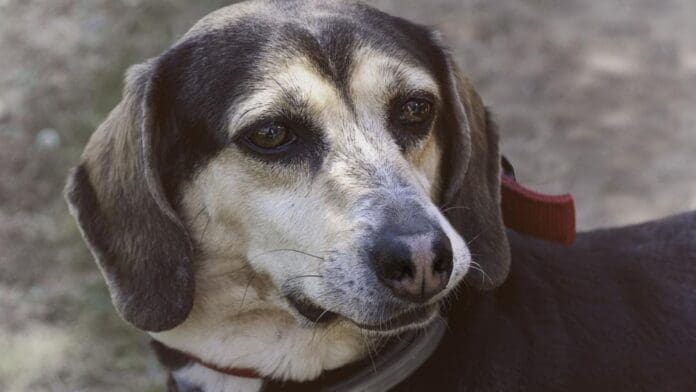 Alertan de perritos drogados en Playa del Carmen