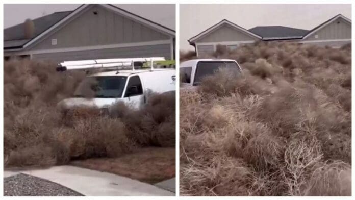 Miles de plantas rodadoras invadieron una ciudad de Estados Unidos