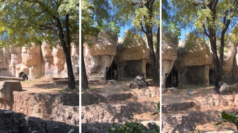 VIDEO Gorila furioso persigue a dos cuidadoras del Zoológico Fort Worth en Texas