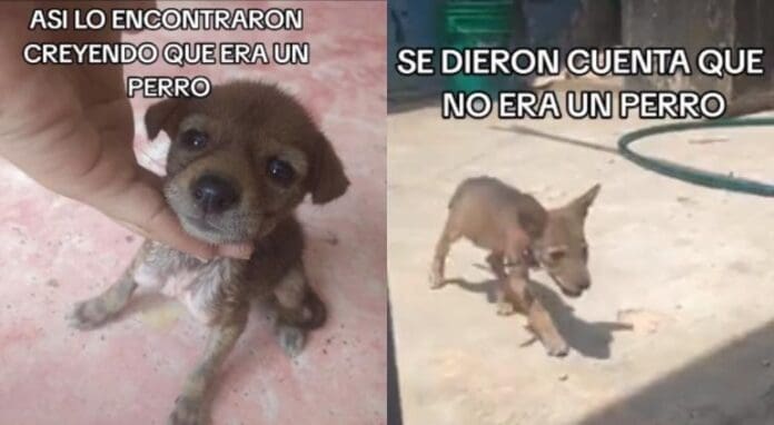 Mujer adopta a perrito callejero sin darse cuenta que era una cría de coyote